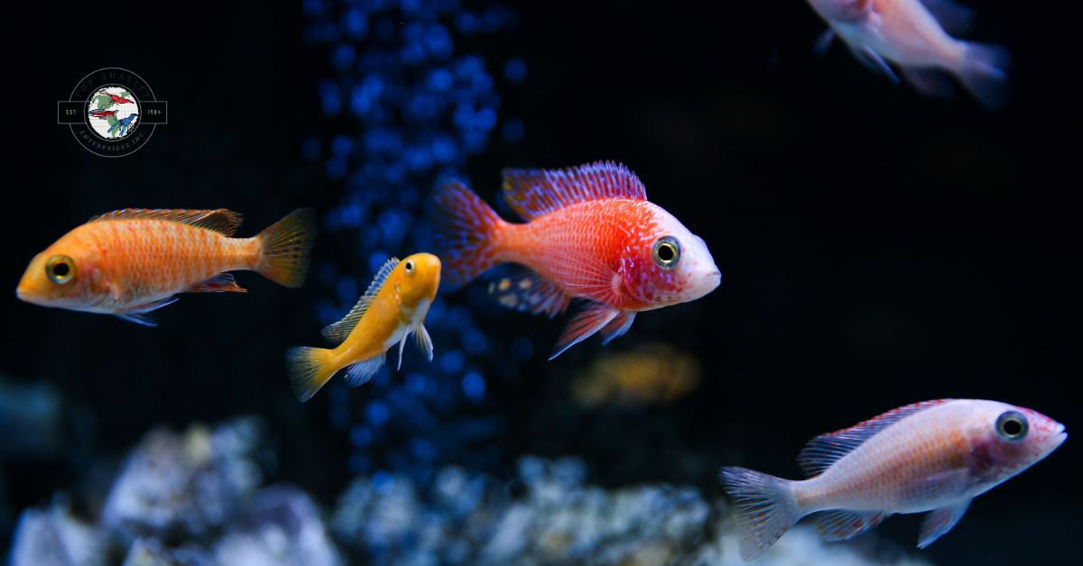 Aquarium Fish 1