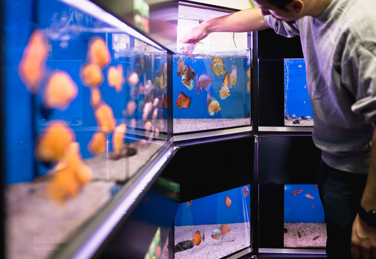 How U.S.-Farmed Tropical Fish Improve Profit Margins for Retailers How U.S.-Farmed Tropical Fish Improve Profit Margins for Retailers