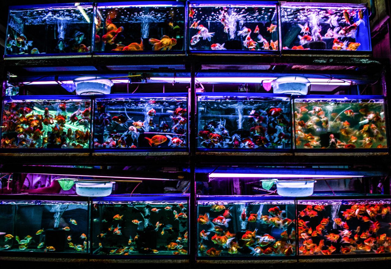 How to Forecast Fish Demand for the Peak Aquarium Season